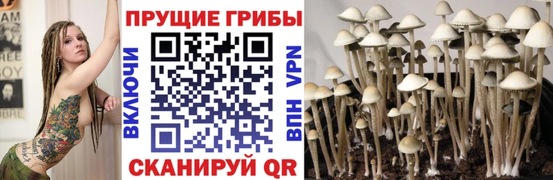 Псилоцибиновые грибы Cubensis  блэк спрут ссылки  Пойковский 